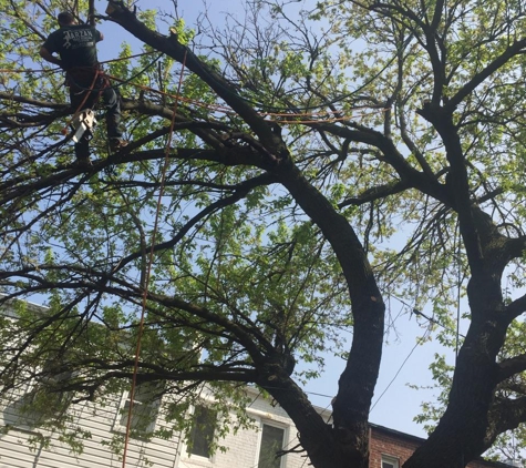 Tarzan Tree Removal - Brooklyn, NY