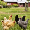 Wallace Family Farm gallery