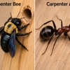 Panvibes Professional Pest Solutions gallery