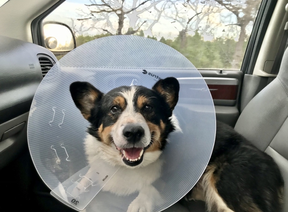 Bastrop Veterinary Hospital - Bastrop, TX. Post-op goofball :D   Look at those pearly whites they restored on my 10 year old Corgi!