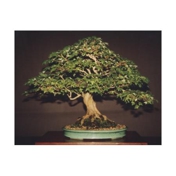 Gallery Image Number 1