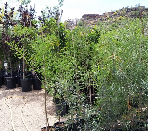 Valley Verde Nursery & Landscaping - Phoenix, AZ