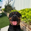 All Dogs Unleashed Dog Training OKC gallery
