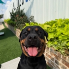 All Dogs Unleashed Dog Training OKC