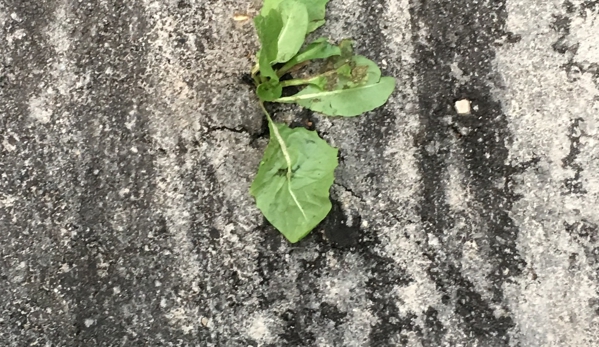 Simon Paving - Canton, MI. Weed popping through asphalt less than 60-days later.