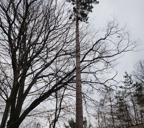 Scott's Custom Tree Care