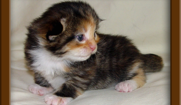 LapCats Cattery - Auburn, KS