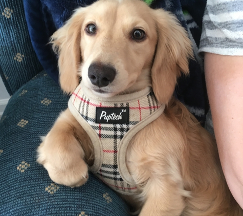 Longdox Mini Dachshunds - Salem, OR