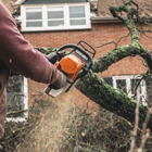 Bayside Tree and Stump Removal