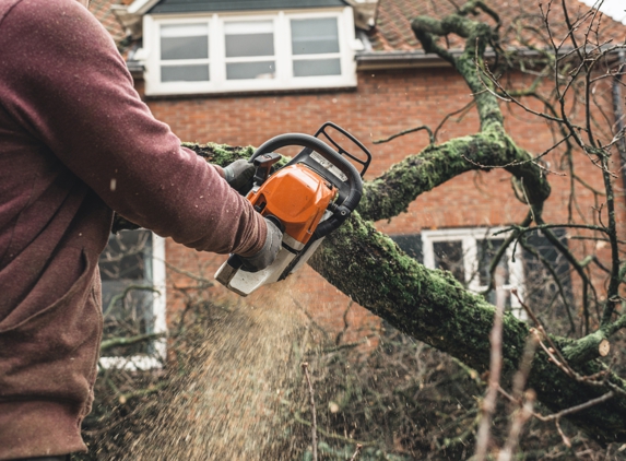 Bayside Tree and Stump Removal - Shady Side, MD