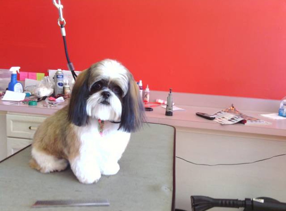 Pampered Pups Pet Grooming - Garland, TX