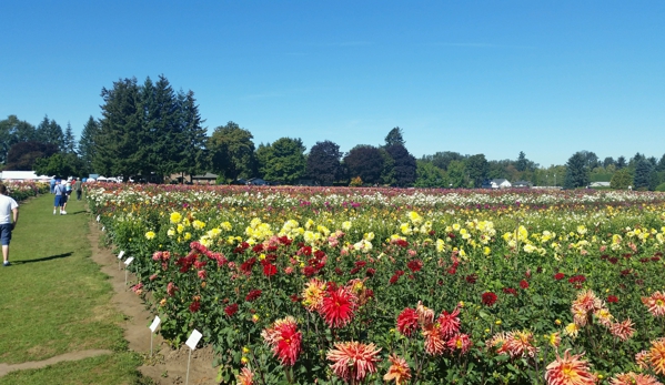 Swan Island Dahlias - Canby, OR