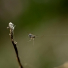 Action Pest Control gallery