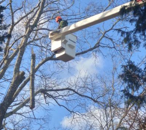 Lincoln Tree Service - New Haven, CT