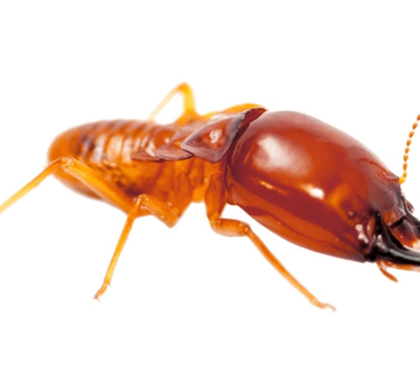 EcoShield Pest Control - Sacramento, CA