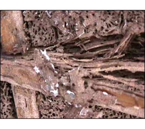 Dunrite Termite & Pest Control - Logan Village, QLD