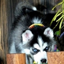 Loyal Siberian Husky - Pet Boarding & Kennels