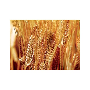Agrifood Technology - Bibra Lake, WA