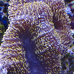 Saltwater Reef Shop Inc - Tulsa, OK