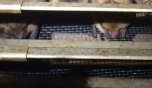 Animal  Control of New England - Huntington, MA. bat exclusion in Montgomery