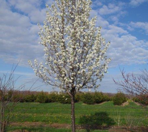 Baldwin Tree Farm - Fenton, MI