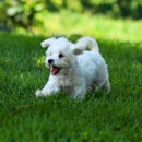 The Maltese Homestead - Pet Breeders