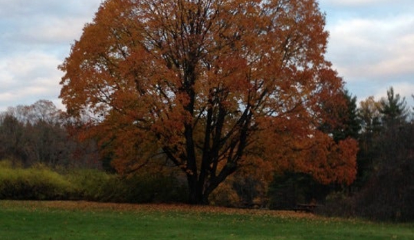 White Memorial Conservation Center - Litchfield, CT