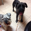 West Villa Maria Veterinary Clinic gallery