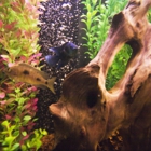 Aquatech Aquarium Service