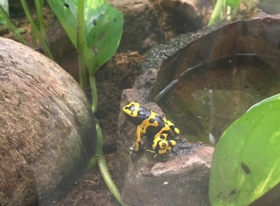 Amazon Reptile Center - Montclair, CA