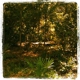 Jacksonville Arboreteum & Gardens