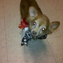 Picture Perfect Pet Grooming & Marine Systems - Dog & Cat Grooming & Supplies