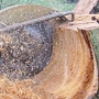 Northwest Tree Service & Stump Grinding