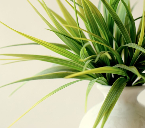 Natural Haven Indoor Plant Service and Sales - Glendora, CA