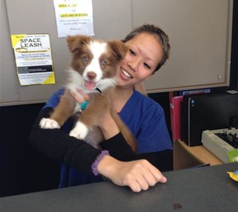 North Randwick Veterinary Clinic - Randwick, ACT. Sophia Gillis