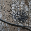 Benzel Pest Control Inc gallery