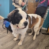 In N Out Pet Services gallery
