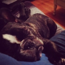 Furry Friend Sleepovers - Pet Boarding & Kennels
