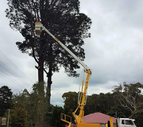 Tree Solutions - Rainbow Flat, NSW