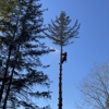 Holland Tree Services gallery