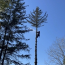 Holland Tree Services - Arborists