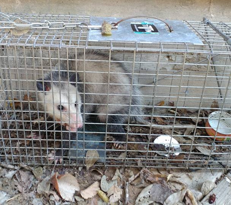 Titan Pest Management - Round Rock, TX. Opossum