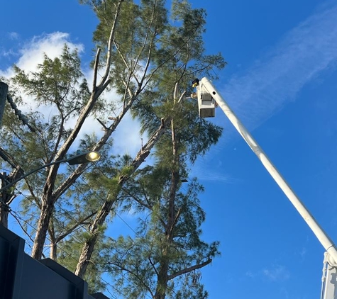 Full Tree Services - Davie, FL. Hazard Australian Pine Tree Removal 