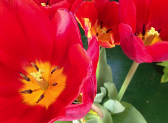 Satsop Bulb Farm - Elma, WA