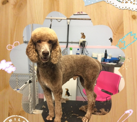 Puppy Patch Boutique & Grooming Spa - Winter Garden, FL