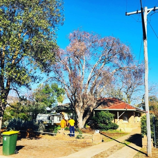 Arbortec Tree Service - Dubbo, NSW. Tree Removal - Before