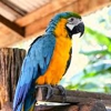Exotic Bird Grooming Mobile Service gallery
