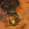 Rogue Pest Solutions gallery
