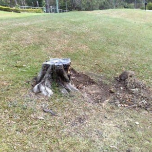 Affordable Stump Grinding - Elanora, QLD
