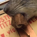 Got Rats Rodent Proofing Inc - Pest Control Services